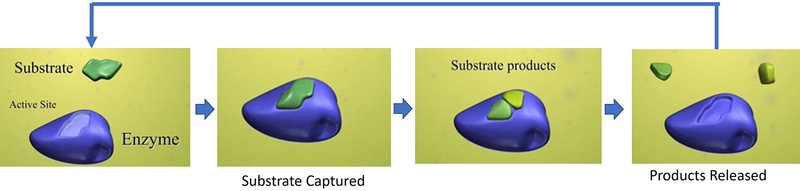 product-enzymes